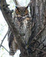 MomOwl-4.jpg