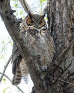MomOwl-5.jpg