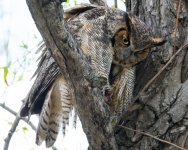 MomOwl-6.jpg