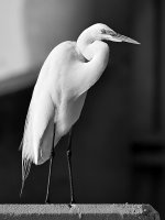 EgretBW_2015-04-22.jpg