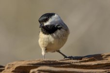 20150330-3-30 birds-2364.jpg