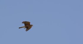 DSC_4740G.jpg