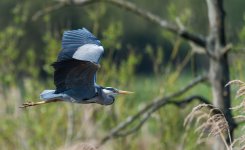 Heron.jpg