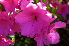 Pink Azalea.jpg