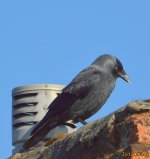 DSC_0120.jpg