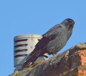 DSC_0123.jpg