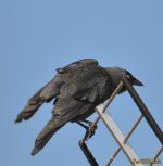 DSC_0045.jpg