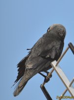 DSC_0046.jpg