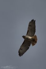 20150402-D71_8098-2.jpg
