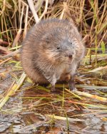Muskrat 2.jpg
