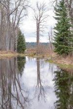 Pond on cloudy day web.jpg