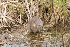 Muskrat 1 web.jpg