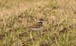 Kildeer 1.jpg