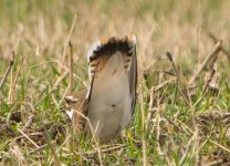 Kildeer 2.jpg
