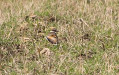 Kildeer 3.jpg