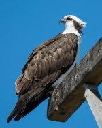 OspreyPerched-2.jpg