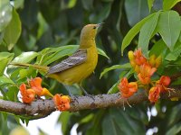 Oriole4.jpg