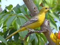 Oriole6.jpg