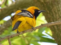 Oriole8.jpg