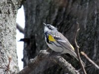Yellow rumped Warbler.jpg