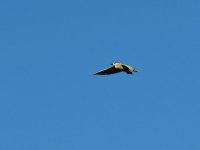 DSCN9826.jpg