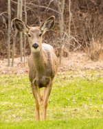 Muly Doe 4.jpg