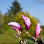 Magnolia 2.jpg