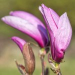 Magnolia.jpg