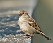 DSC_8953.jpg