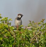 DSC_8965.jpg