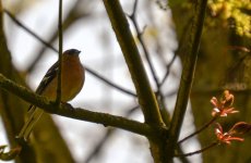 DSC_0051.jpg
