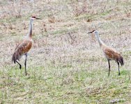 Mating Cranes.jpg