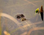 Frogs 2.jpg