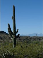 Cactus-test.jpg