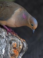 Dove.jpg