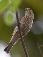 Finch.jpg