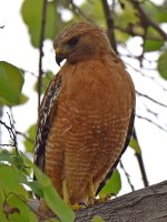 Hawk.jpg