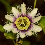 Passiflora.jpg