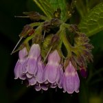 PurpleFlower2.jpg
