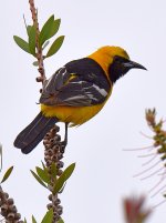 Oriole2.jpg