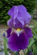 Purple Iris.jpg