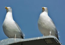 DSC_0992.jpg