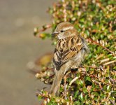 DSC_1024.jpg