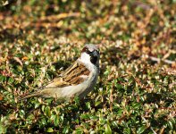 DSC_1027.jpg