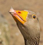 DSC_1066.jpg