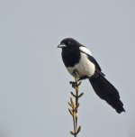 DSC_1041.jpg
