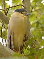 Heron.jpg