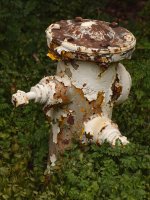 Hydrant.jpg