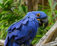 Blue Parrot.jpg