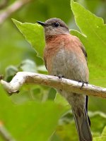Bluebird.jpg